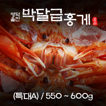 영덕 울진 박달급 홍게 (특대A)  550~600g/마리