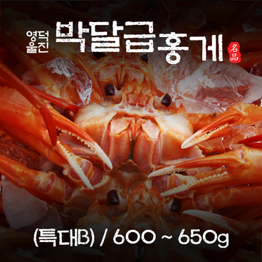 영덕 울진 박달급 홍게 (특대B)  600~650g/마리