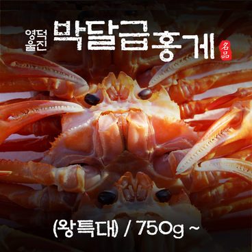 영덕 울진 박달급 홍게 (왕특대)  750g 이상/마리